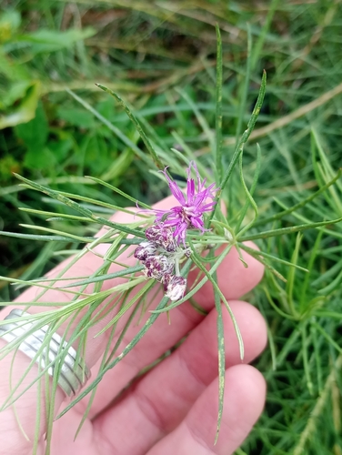 Narrow leaved ironweed (Vernonanthura nudiflora)