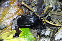 Oxelytrum lineatocolle