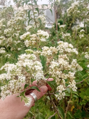 Whiteweed (Austroeupatorium inulifolium)