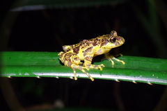 Marbled Wood Frog photo 3