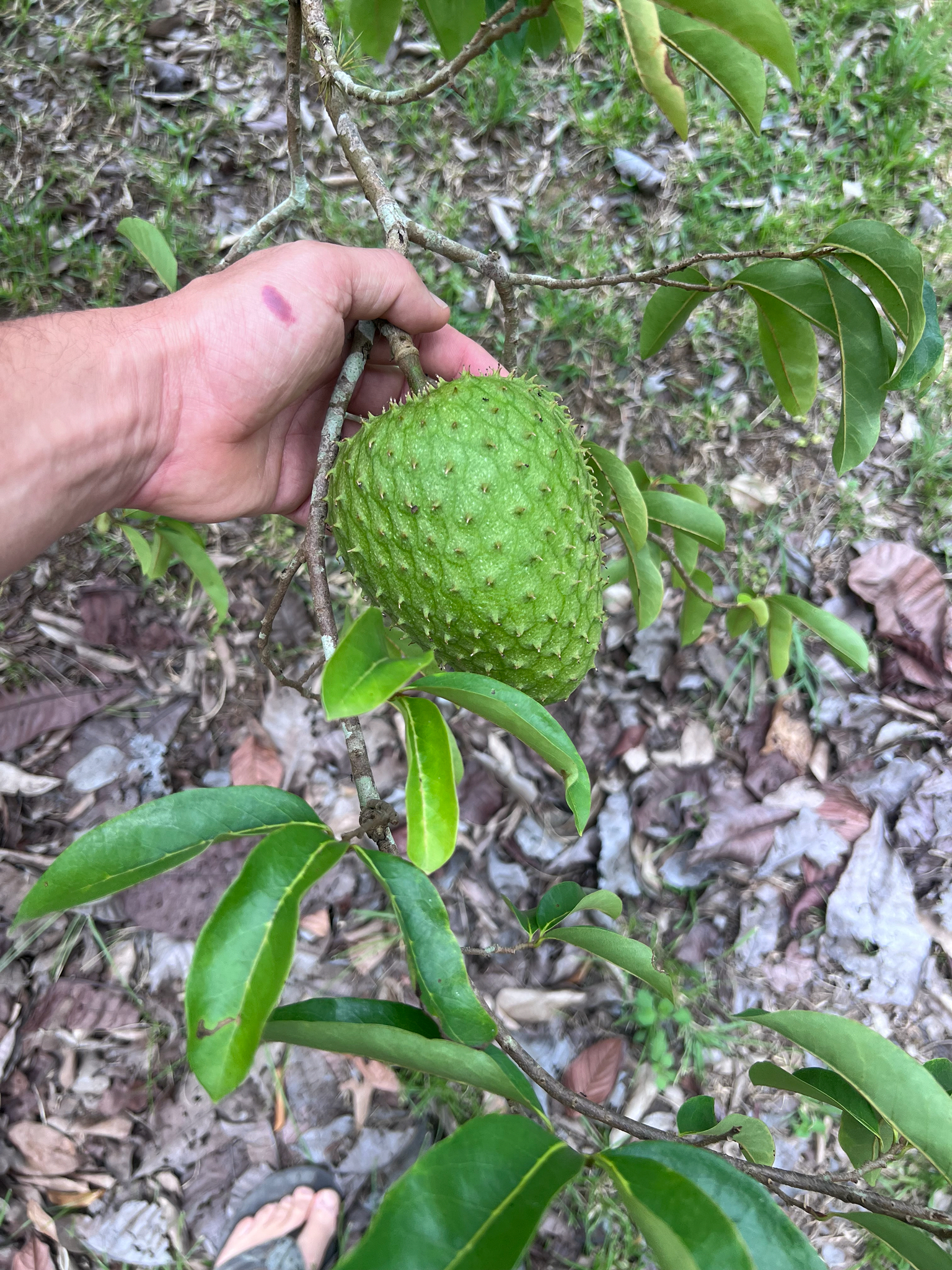 Soursop (Annona muricata)