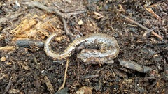 Pseudoeurycea longicauda