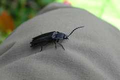 Tibionema abdominalis