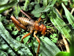 Cratomelus armatus