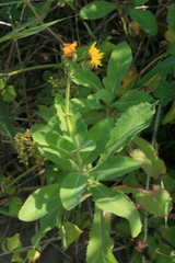 Sonchus brachyotus