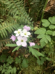 Cardamine nuttallii