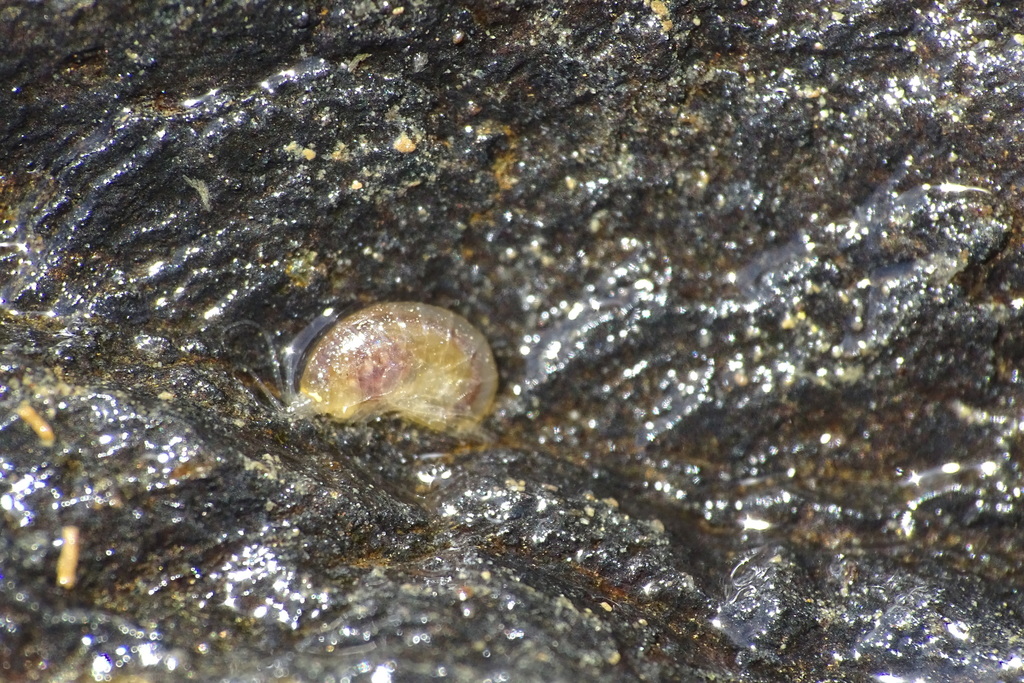 Falklandellidae