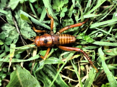 Cratomelus armatus