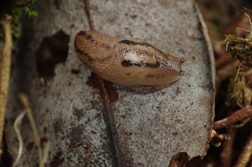 Striped Greenhouse Slug, Osorno, Los Lagos, Chile, photo 4 of 10