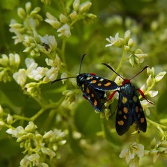 Arniocera auriguttata