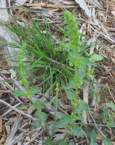 heartleaf nettle (Urtica chamaedryoides)
