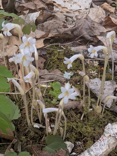 one-flowered cancer-root (Aphyllon uniflorum)