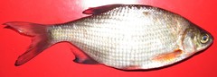 Blicca bjoerkna