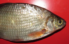 Blicca bjoerkna