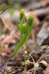 Lasthenia microglossa