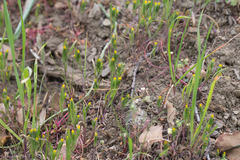 Lasthenia microglossa