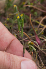 Lasthenia microglossa