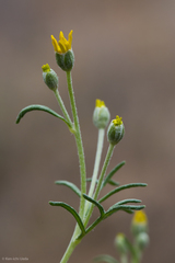 Eriophyllum jepsonii
