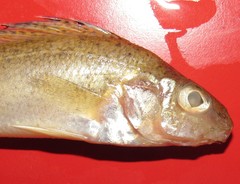 Gymnocephalus cernua