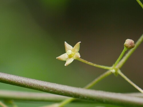 Vincetoxicum flexuosum observed 2026-04-06