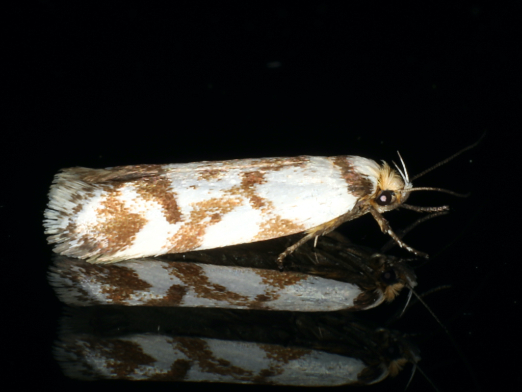 Palimmeces habrophanes