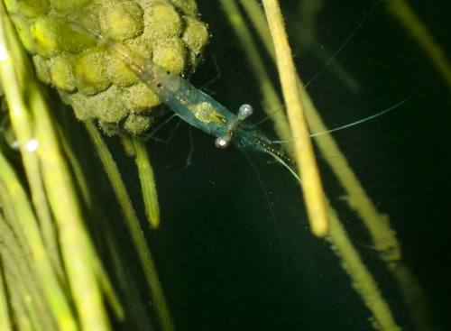 Palaemon debilis observed 2026-03-31