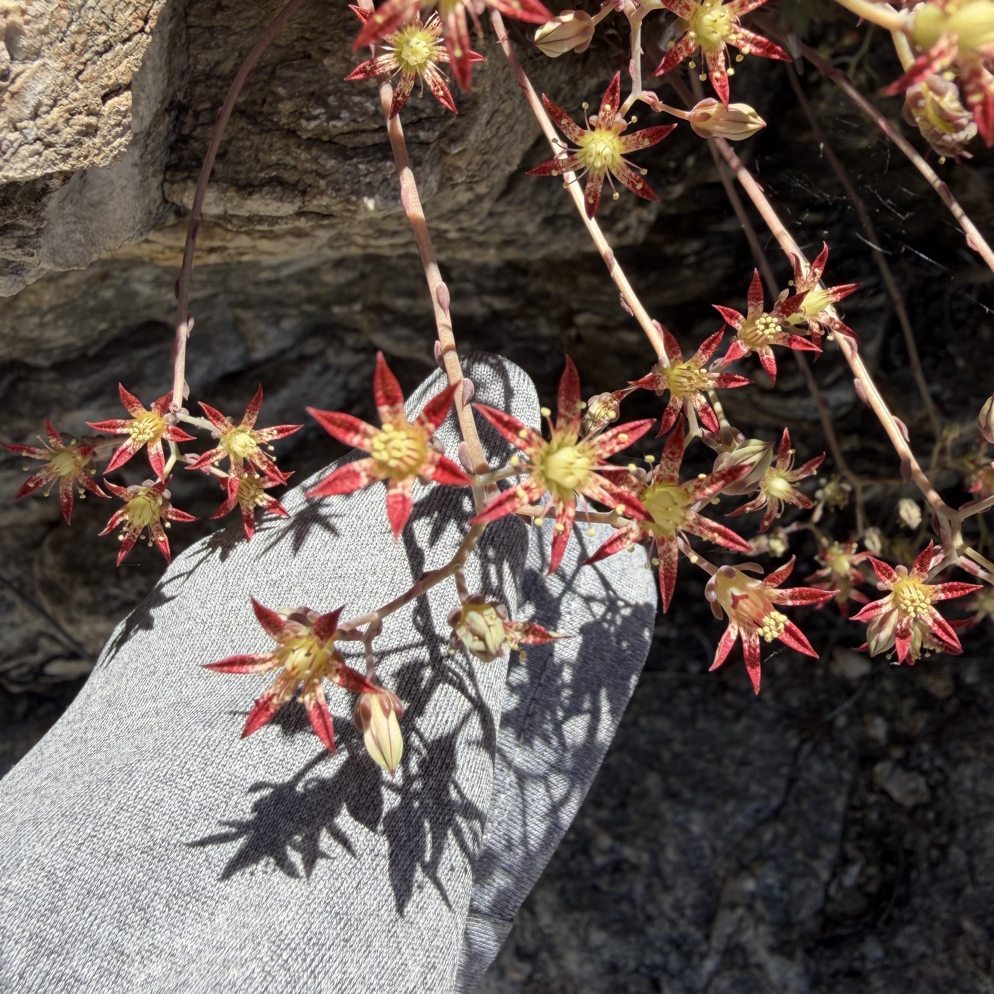 Imagem de Graptopetalum rusbyi