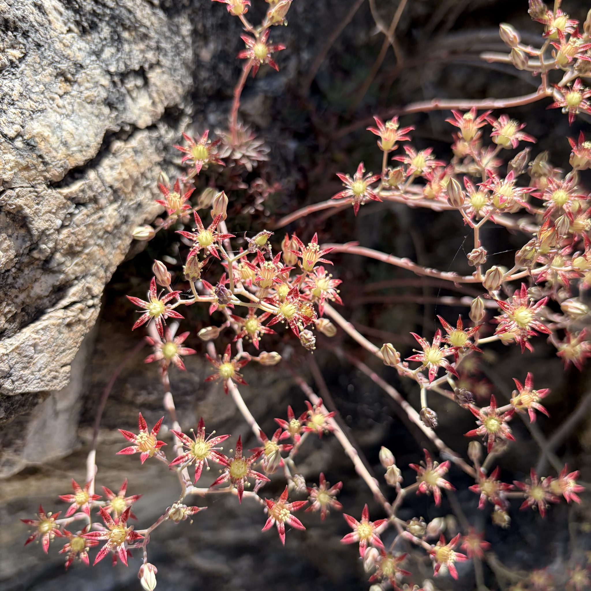 Imagem de Graptopetalum rusbyi