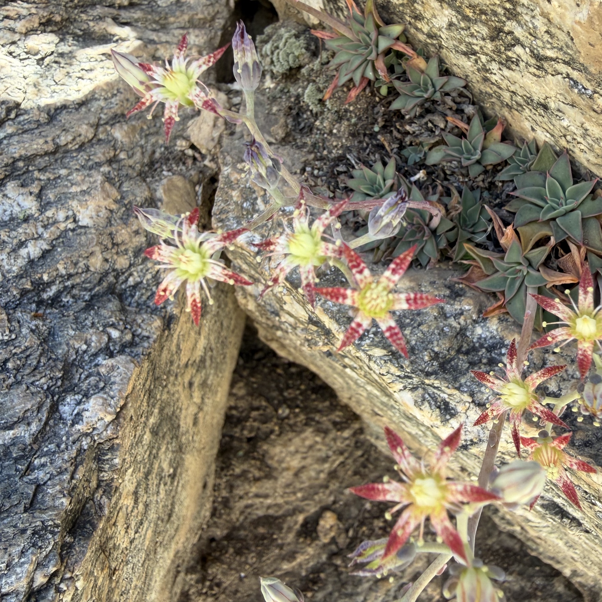 Imagem de Graptopetalum rusbyi