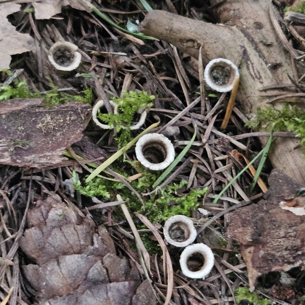 Nidula candida · April 2026 · photo: © tser (iNaturalist, cc-by)