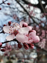Prunus