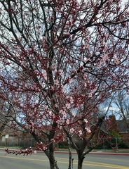 Prunus