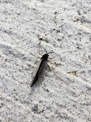 Chironomidae