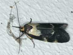 Palimmeces leucopelta