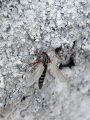 Chironomidae
