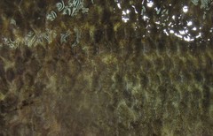 Perccottus glenii