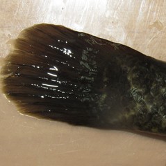 Perccottus glenii