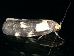 Palimmeces leucopelta