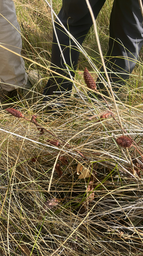 Yerba Mansa (Anemopsis californica)