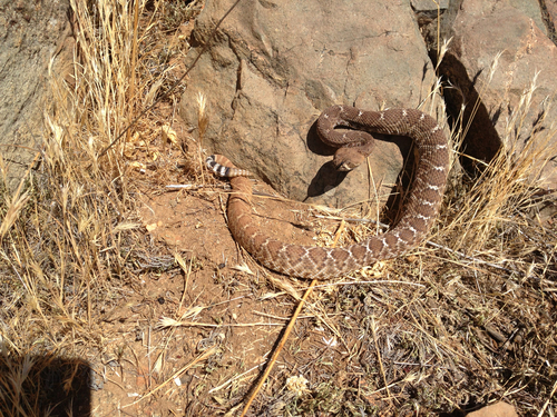 Photo of a Red Diamond Rattlesnake (Crotalus ruber)
