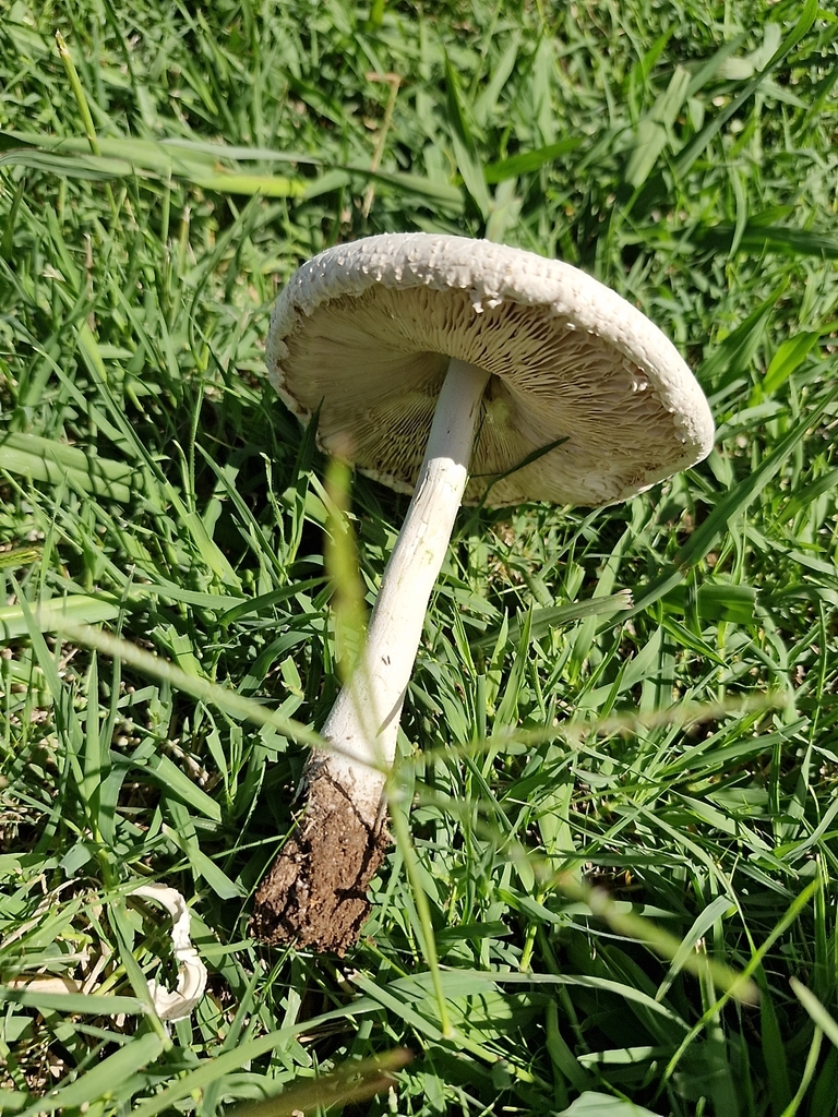 Macrolepiota dolichaula · March 2026 · photo: © claudiarose (iNaturalist, cc0)