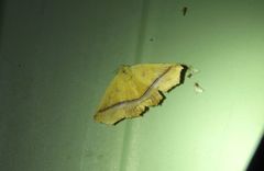 Xanthanomis fuscifrons