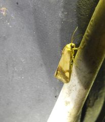 Acontia thapsina