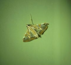 Agrioglypta itysalis