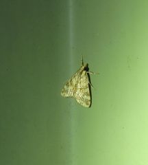 Aporocosmus lamprodeta