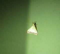 Autocharis hedyphaes