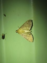 Pramadea lunalis