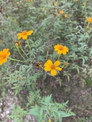 Tagetes lemmonii
