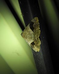 Bastilla solomonensis