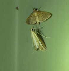 Euclasta maceratalis